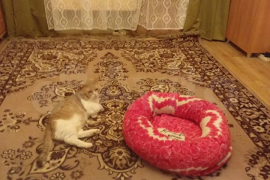 Комната 22 м² в 3-к., 5/5 эт.