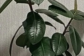 Комната 11,8 м² в 1-к., 1/5 эт.