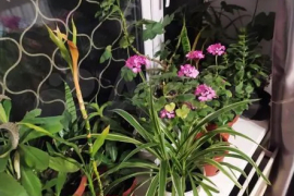 2-к. квартира, 38,2 м², 1/2 эт.